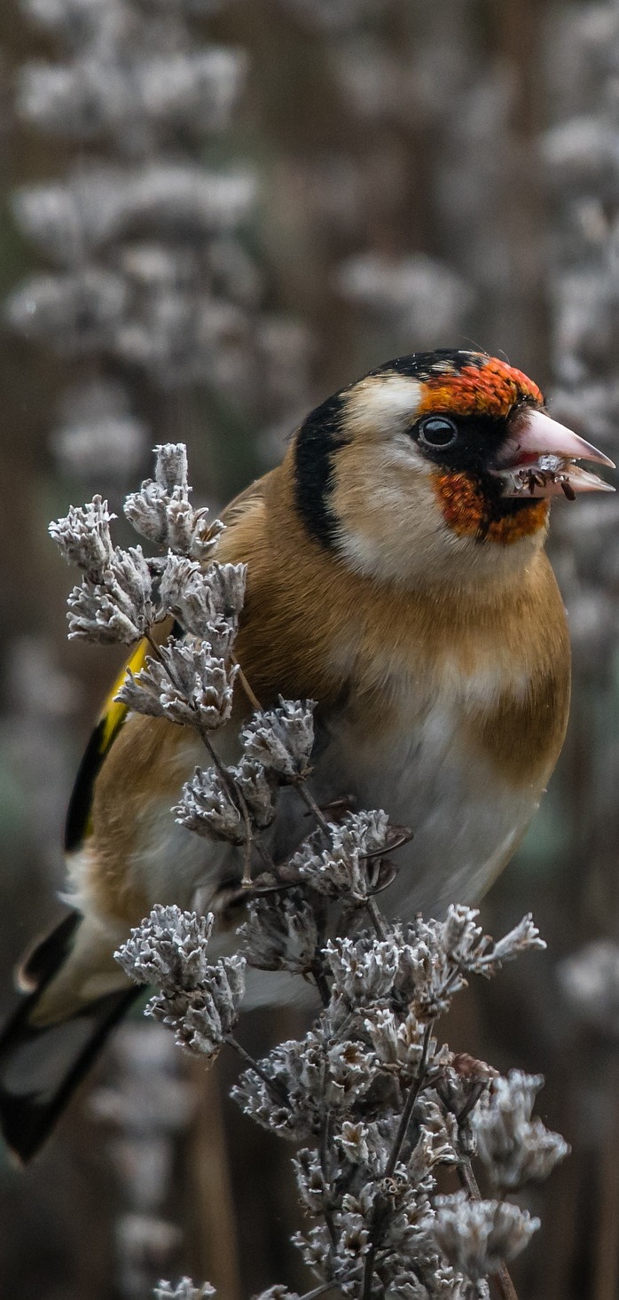 Photo of a goldfinch.