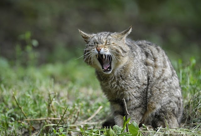 17+ Kucing Ketawa Malu, Terpopuler!