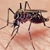 Saúde divulga boletim das arboviroses e alerta para risco de epidemia de dengue.
