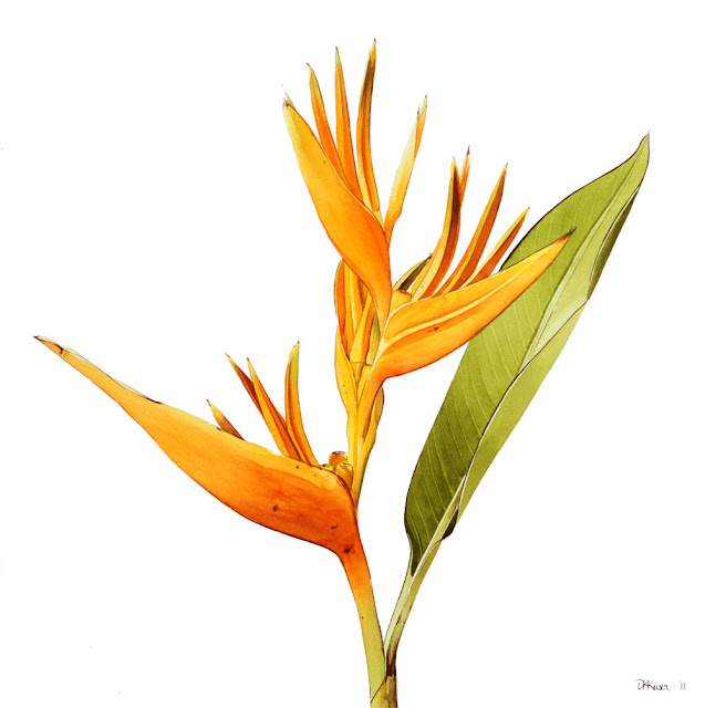 Birds Of Paradise Bouquets