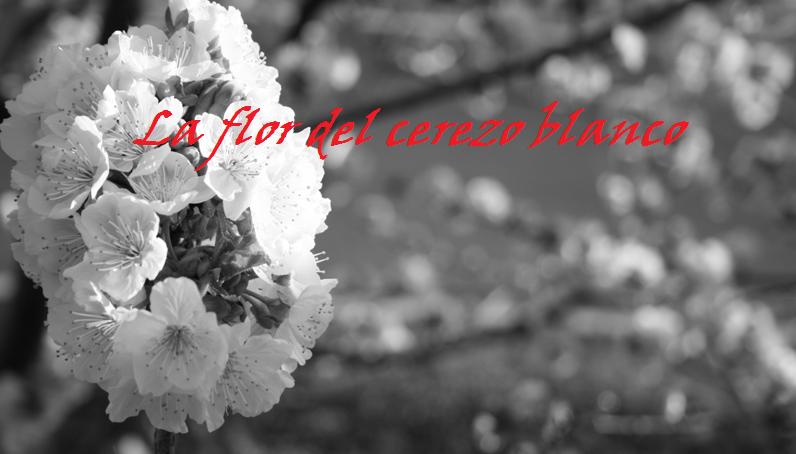 La flor del cerezo blanco
