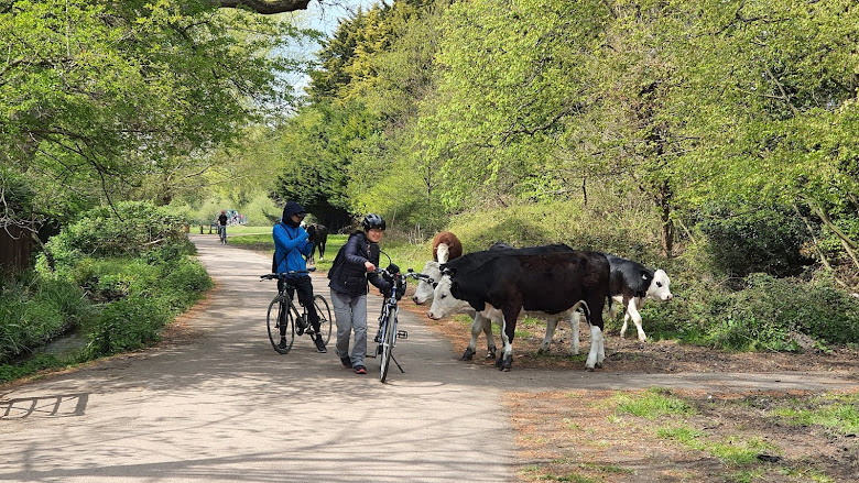 公園裡牛，不知道為什麼他們對於腳踏車很感興趣