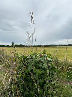 A photo showing an ivy grown lump sticking out through the long grasses of an overgrown path.  Photograph by Kevin Nosferatu for the Skulferatu Project.