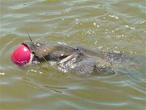 catfish with ball stuck in its mouth