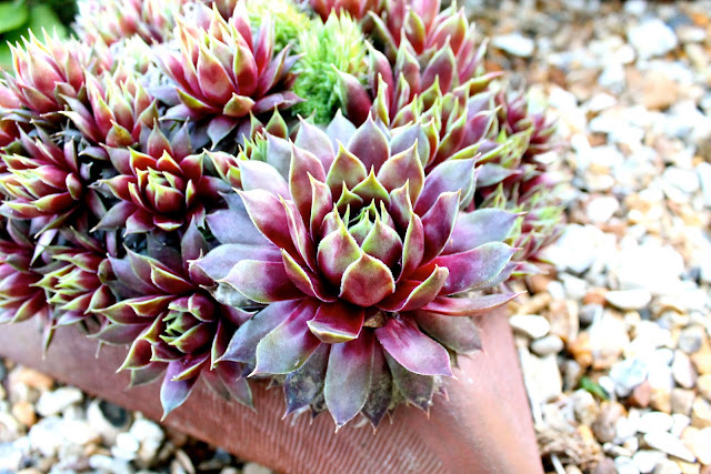 purple succulent