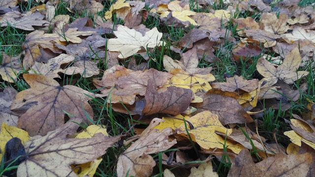 Project 365 2015 day 312 - All the leaves are brown // 76sunflowers