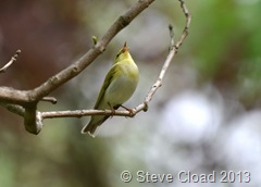 Wood warbler at Zsórifürdő, near Mezőkövesd