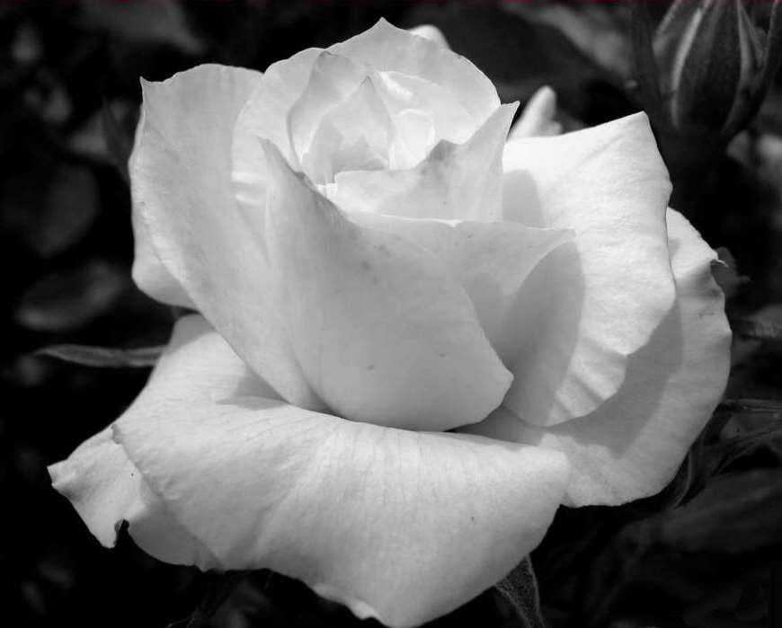  conste que mi preferida es la rosa blanca a n sin conocer la precisi n 