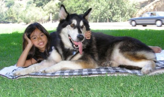 alaskan malamute pets huisdieren animaux de compagnie Haustiere animais Animale de companie animales domesticos husdjur Evcil Hayvan anifeiliaid anwes domace zvali binatang kesayangan augintiniai animali domestici peatai bet kay lemmikit mga alagang hayop domaci zvirata kucni ljubimci animals domestics maskotak binatang peliharaan dog hound canine pooch canis bow-wow despicable fellow qen txakurra it gos pas pes hond koer aso koira chien can hund kutya hundur madra cane canis suns kelb pies perro mbwa kopek ci anjing