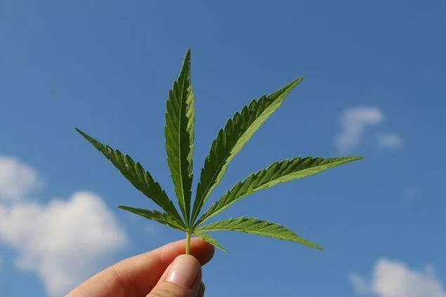 Uso de cannabis en Chile: iniciativa avanza en el Senado