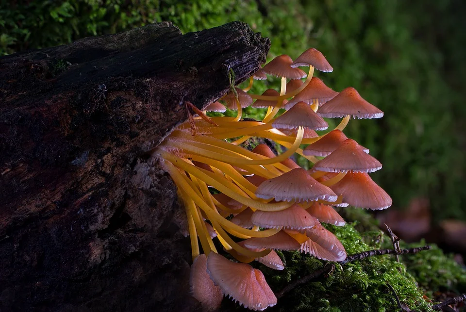 Contoh soal Biologi Kelas X Bab Jamur, Contoh soal Biologi Kelas X Bab Fungi, Contoh soal Biologi Kelas X Bab Jamur dan Jawabannya, Contoh soal Biologi Kelas X Bab Fungi dan jawabannya