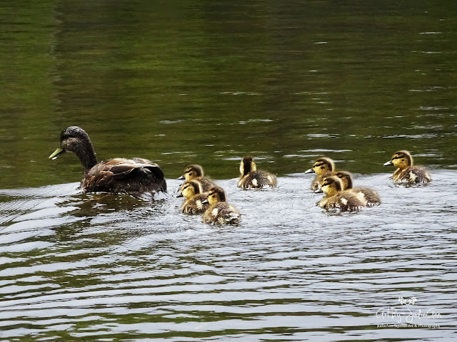 Ducklings Photo