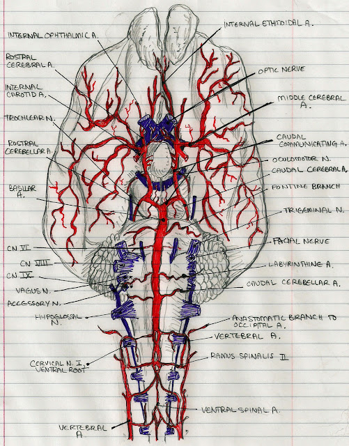 Brain Vasculature3