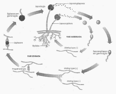 Resultado de imagem para zigomicetos reproduÃ§Ã£o