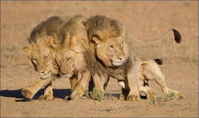 Three lion brothers hang out together