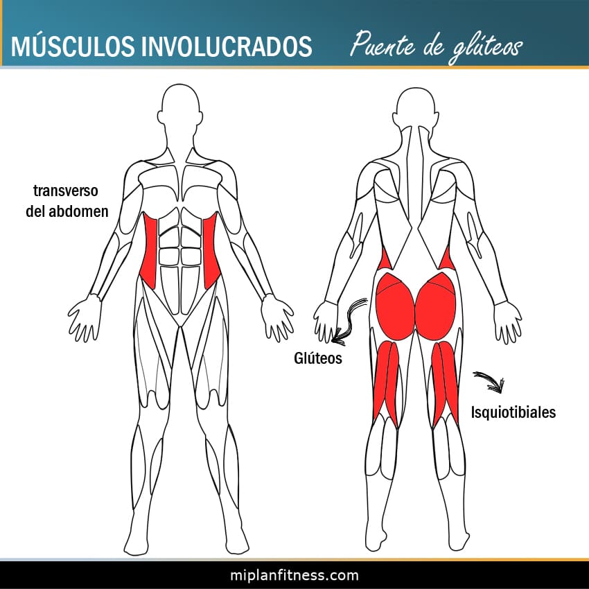Músculos Involucrados: Glútoes, Isquiotibiales y Trasverso del abdomen