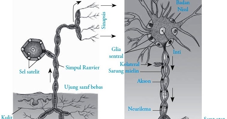 Struktur dan Fungsi Jaringan  Saraf pada Hewan  Vertebrata 