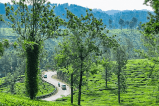 Things to do in Wayanad, Kerala