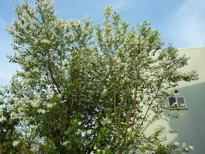 [コンプリート！] 白い花 春 に 咲く 木 の 花 238485