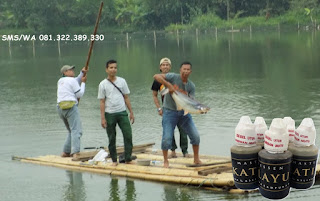 Essen Katilayu Ikan Patin Khusus Di Danau