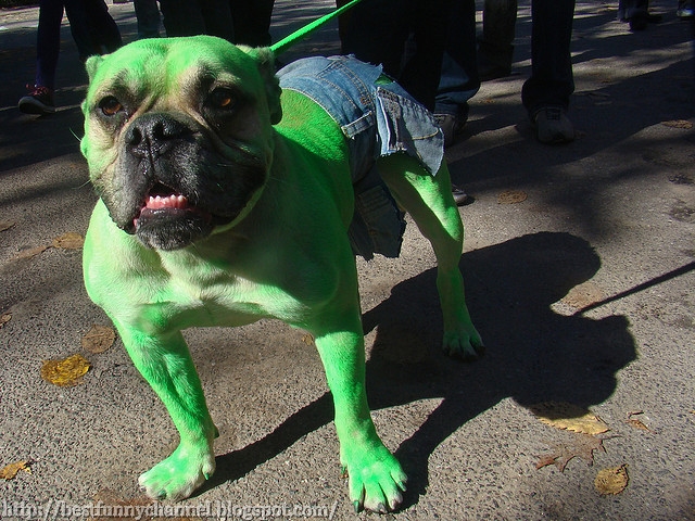 Hulk dog