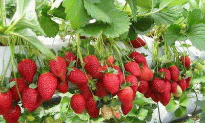 Tips Menanam Buah Strawberry Agar Cepat Berbuah Lebat Untuk Pemula Dan Bisa Jadi Lahan Usaha Anda