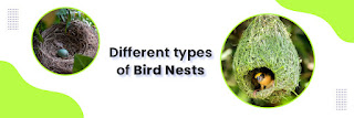 Birds Nesting - Types of Nest