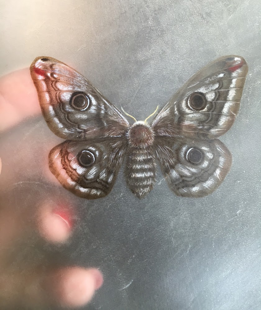 Emperor moth showing transparent vellum