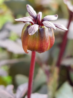 herkennen uitgebloeide dahliabloem