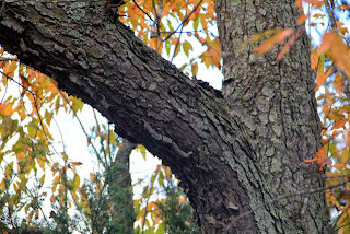 photo of black cherry tree bark