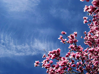 Pink Cherry Blossoms and Sky HD Nature Wallpaper