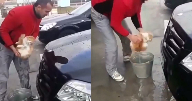 ΠΟΣΟ ΞΕΦΤΙΛΑΣ παίζει να είναι; Ρώσος πλένει το αμάξι του με την γάτα του αντί για σφουγγάρι! (ΦΩΤΟ)