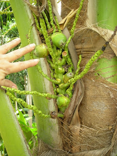 Coconut palm, La Ceiba, Honduras