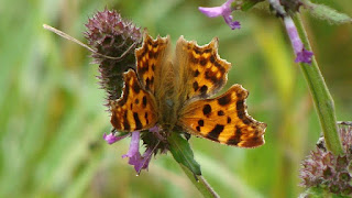 Polygonia c-album forma hutchinsoni DSC60601