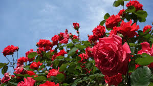 поле из роз в Болгарии