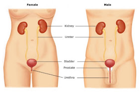 50% of all women and 30% of the general population experience UTI in their lifetime. 