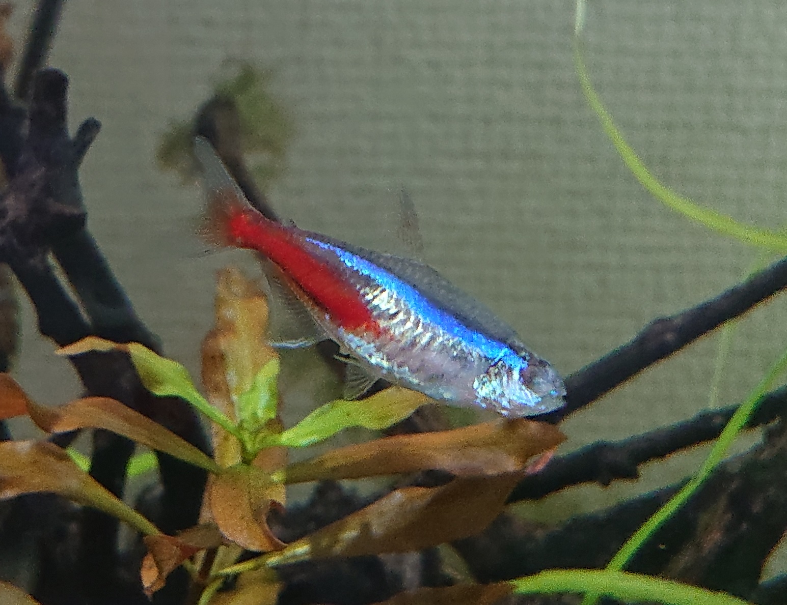 熱帯魚レンタルn Aコラム ネオンテトラの片目がある日 突然無くなる 何が原因 熱帯魚レンタルn Aコラム ネオンテトラの片目がある日 突然無くなる 何が原因