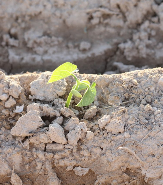 how to grow a garden for dummies