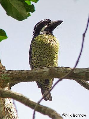 Hairy breasted Barbet