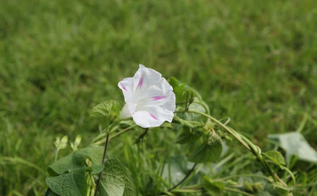 Morning Glory Flowers Pictures