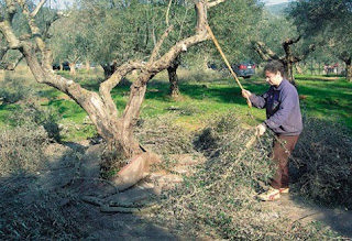 Του έκλεψαν τα σύνεργα της συγκομιδής στο λιοστάσι