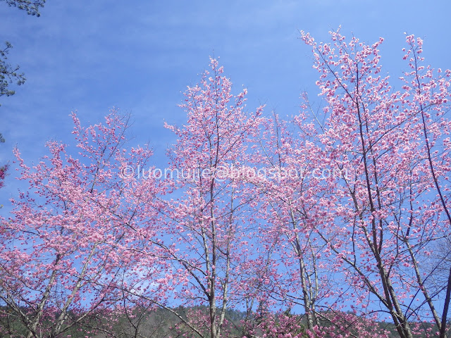 Wuling Farm cherry blossoms