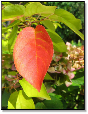 erstes Herbstlaub