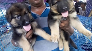 Top dog breeds in India & Is Galiff street pet market really provides the best breeds of dog in the cheapest price? The reality