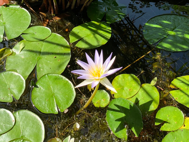 water lilly