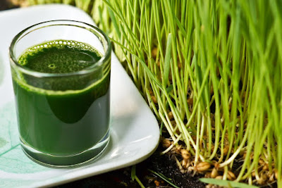 35 Amazing Wheatgrass Benefits for Health Hair and Beauty