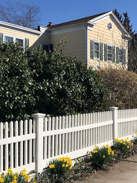 Large yellow house with white picket fence and daffodils in bloom