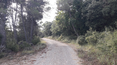 GR-175 Vallbona de les Monges a Poblet, camí i bosc del Tallat