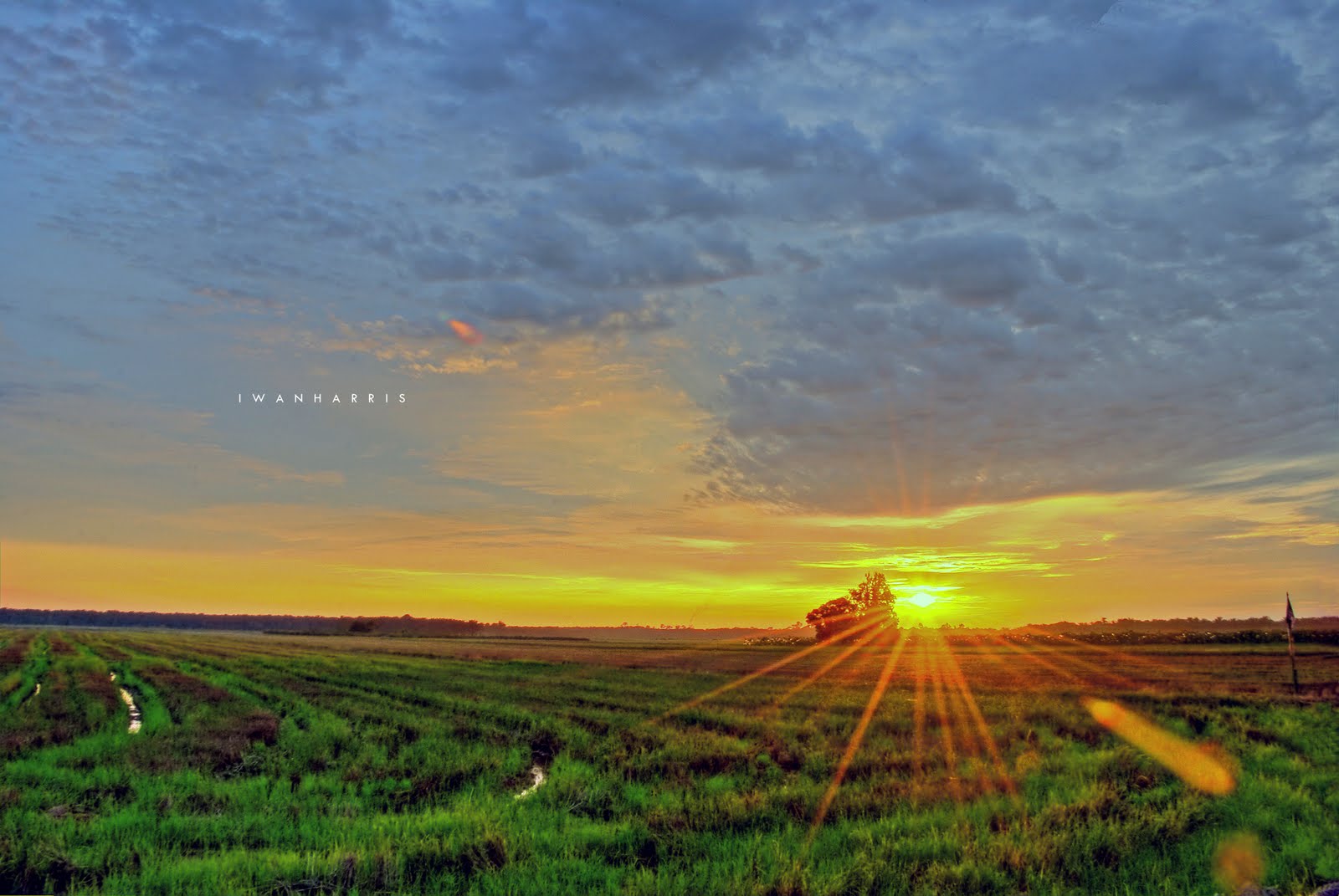 Pemandangan Senja Di Sawah Moa Gambar