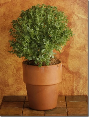 boxwood basil